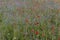 Colorful natural wildflower meadow