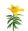 Colorful naturalistic blossoming yellow lily flower on green stem on white background. Vector Illustration