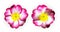 Colorful naturalistic pink white yellow primula isolated. Vector Illustration