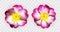 Colorful naturalistic pink white yellow primula on transparent background. Vector Illustration