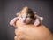 Colorful newborn kitten in woman hands