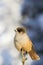 Colorful northern bird species, Siberian jay, Perisoreus infaustus, perched on top a spruce tree