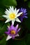 Colorful Nymphaea lotus on dark background