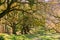 Colorful oak tree forest, Sunol Regional Wilderness, San Francisco bay area, California