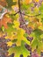 Colorful Oak and Tree Leaves in Rich Autumn Colors