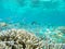 Colorful ocean corals on the reef in the warm tropical sea