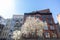 Colorful Old Brick Buildings in SoHo of New York City during Spring with a White Flowering Tree