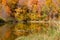 Colorful Ontario maple trees with autumn foliage m