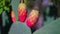 Colorful opuntia cactus fruits