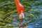 Colorful Orange American Flamingo Reflections Florida