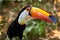 Colorful, orange beaked toucan