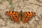 A colorful orange Comma butterfly, Polygonia c-album