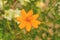 Colorful orange Cosmos flower(Sulfur Cosmos)