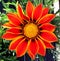 A colorful orange Gazania flower