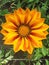 A colorful orange Gazania summerflower