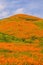 Colorful orange hills of poppies in California during Super bloom