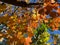 Colorful Orange Leaves and Blue Sky in October in Autumn