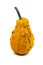 Colorful orange ornamental gourd with warty rind