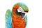 Colorful orange parrot macaw