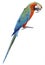 Colorful orange parrot macaw