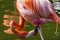 Colorful Orange Pink American Flamingo Reflections Florida