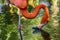 Colorful Orange Pink American Flamingo Reflections Florida