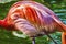 Colorful Orange Pink Feathers American Flamingo Reflections Florida