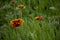 Colorful orange-red flowers with green background