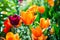 Colorful Orange Red and Purple Tulips on Green Bokeh Field in the Sunlight. Springtime and Summer