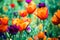 Colorful Orange Red Purple Tulips on Green Field with Bokeh. Nature Pattern and Springtime Scene