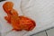 Colorful orange Scorpaenidae fish caught