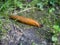 Colorful orange slug crawls in forest