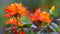 Colorful orange tropical roses