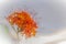Colorful orange and yellow blooms of Saraca asoca (Saraca indica Linn) flowers on tree. Saraca indica Linn also known as asoka tre