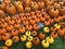 Colorful Orange and Yellow Pumpkins Display in October in Autumn