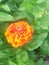 Colorful Orange zinnias