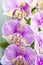 Colorful Orchid flowers