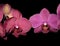 Colorful orchid phalaenopsis branch isolated on black