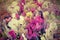 Colorful orchid types in florist shop with vintage effect