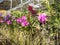 Colorful orchids hanging in pots