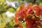 Colorful orchids hanging from a tree