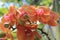 Colorful orchids hanging from a tree