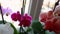 Colorful orchids phalaenopsis. Blooming home plants. Pink, red, purple, orange, white flowers in blossom