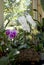 Colorful Orchids on the window of green house