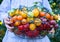 Colorful Organic Tomatoes in Little Girl Hands. Fresh Organic Red Yellow Orange and Green Tomatoes of Different Kinds in Basket