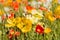 Colorful oriental poppies on meadow