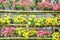 Colorful ornamental flowers blooming on bamboo shelves, Multicolored zinnia violacea huge group nature background