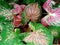 Colorful ornamental leaves of Caladium C.bicolor Ait Vent or Queen of the Leafy Plants Pink, white and green leaf texture backgr