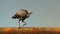 Colorful Ostrich On Wire: A Paleocore-inspired Photoillustration