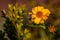 Colorful outdoor floral macro image of a yellow blooming false sunflower heliopsis